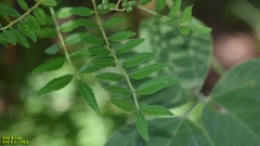 Zanthoxylum schinifolium