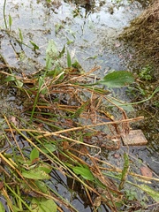 Alisma lanceolatum