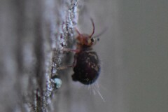 Dicyrtomina
