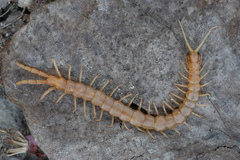Scolopendra clavipes