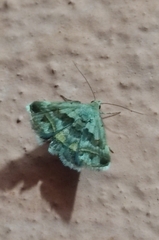 Acantholipes