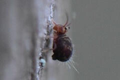 Dicyrtomina