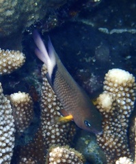 Plectroglyphidodon dickii