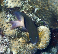 Plectroglyphidodon dickii