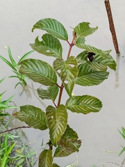 Cephalanthus tetrandra