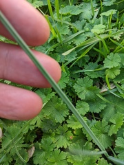 Allium vineale