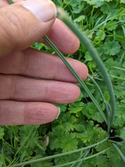 Allium vineale