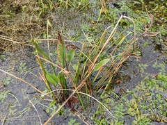 Alisma lanceolatum