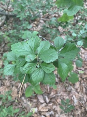 Crataegus uniflora