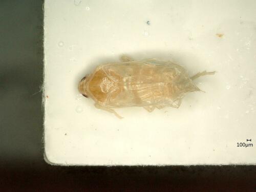 Trigonocranus emmeae