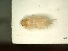 Trigonocranus emmeae