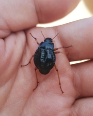 Nyctelia crassecostata