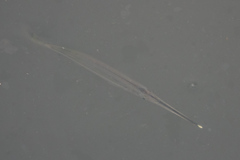 Zenarchopterus buffonis