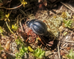 Nyctelia crassecostata