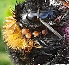 Parasitellus fucorum