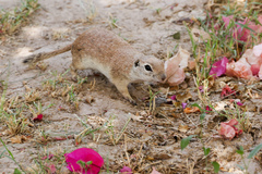 Xerospermophilus spilosoma