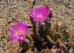 Opuntia basilaris brachyclada