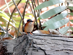 Corythornis vintsioides