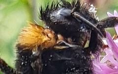 Parasitellus fucorum