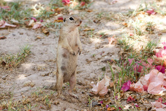 Xerospermophilus spilosoma
