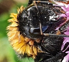 Parasitellus fucorum