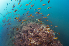 Cephalopholis colonus