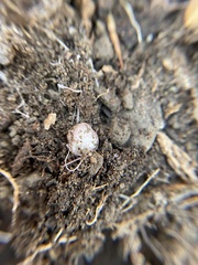 Rhizopogonaceae