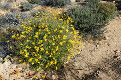 Euryops dregeanus