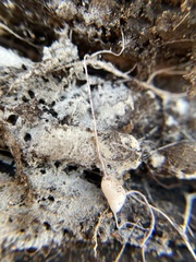 Rhizopogonaceae