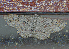 Iridopsis vellivolata