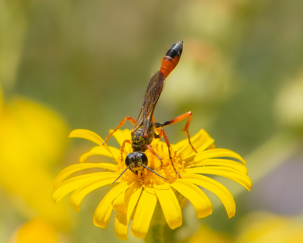 Ammophila laeviceps
