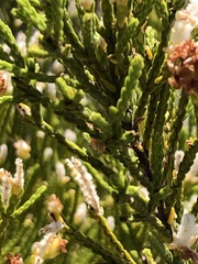 Passerina rigida
