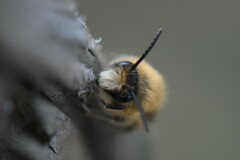 Colletes cunicularius