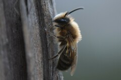 Colletes cunicularius