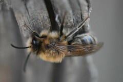 Colletes cunicularius