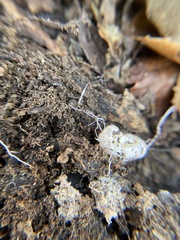 Rhizopogonaceae