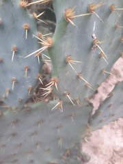 Opuntia alta
