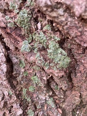 Lepraria finkii