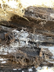 Rhizopogonaceae