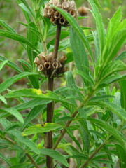 Leonotis leonurus