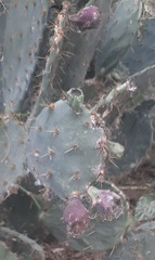 Opuntia alta