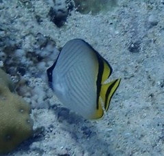 Chaetodon vagabundus