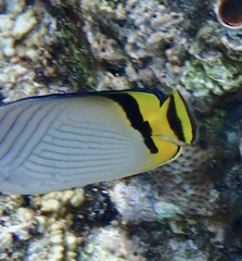 Chaetodon vagabundus