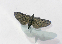 Pasiphila rectangulata