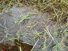 Agrostis stolonifera