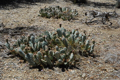 Opuntia basilaris brachyclada