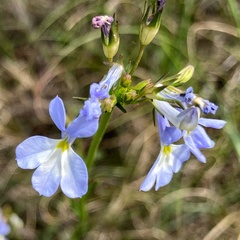 Lobelia comosa