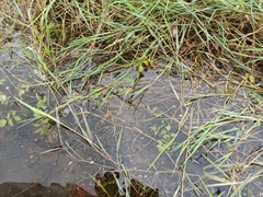 Agrostis stolonifera