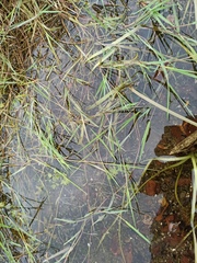 Agrostis stolonifera