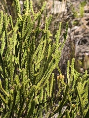 Passerina rigida